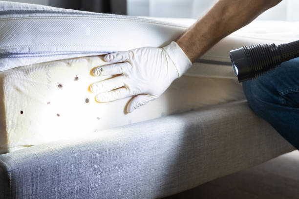 Trusted Blountstown, FL Pest Control Experts