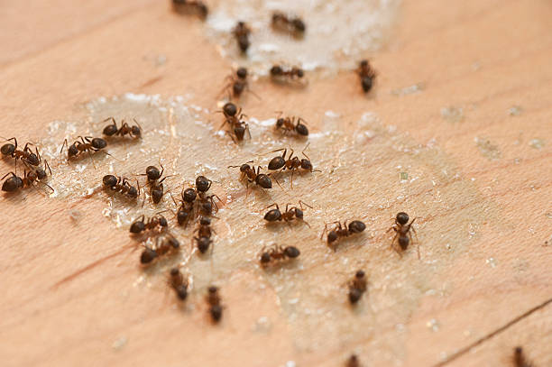 Best Pest Prevention Services  in Blountstown, FL