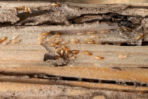 Best Commercial Pest Control Services  in Blountstown, FL